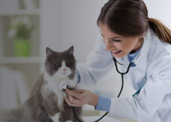 Veterinarian checking a cat with her stethoscope