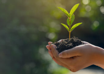 Hands holding a plant and dirt