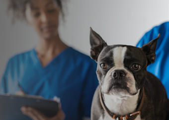 Veterinary examining a dog